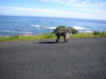 Baboons
